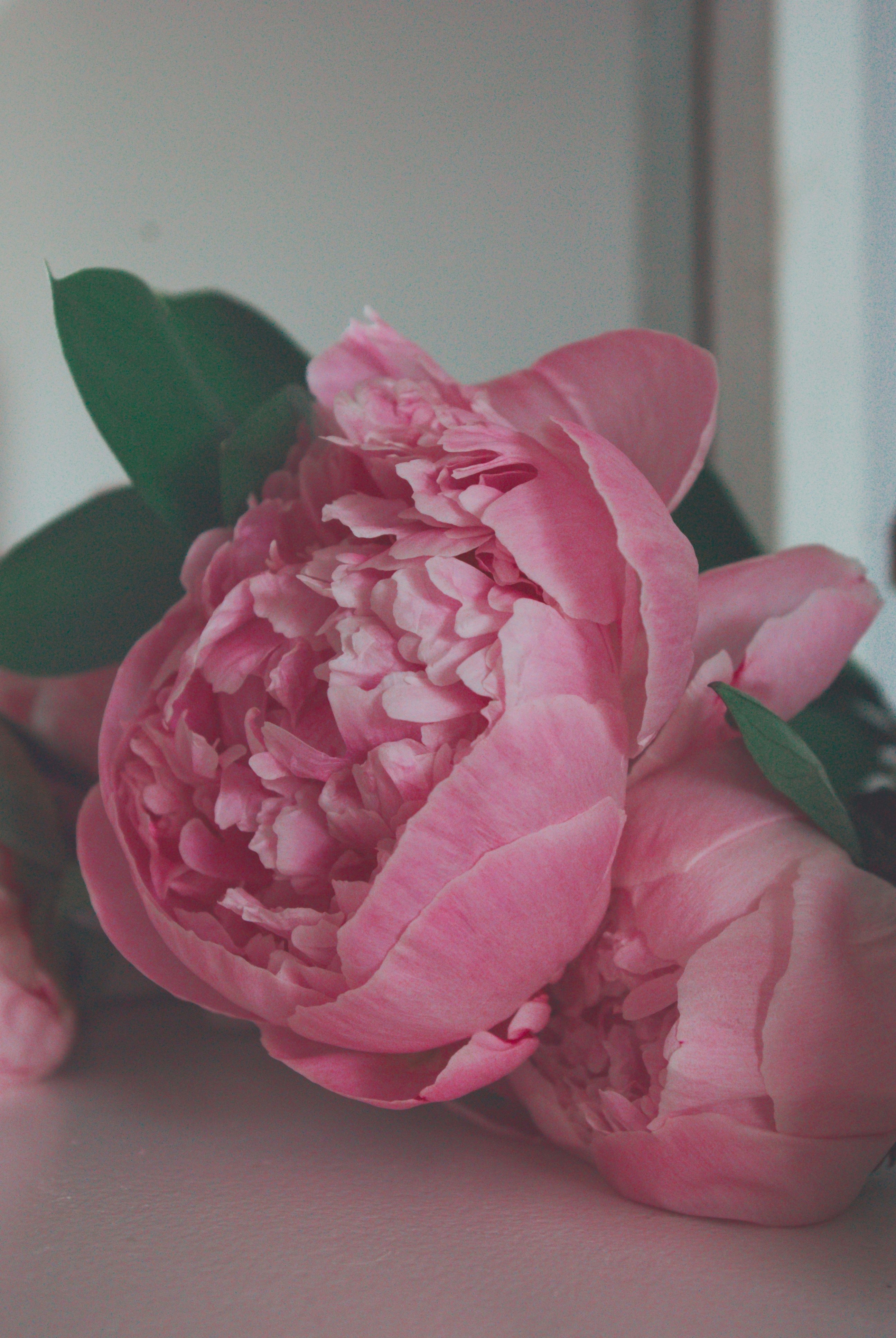 pink flower on white table